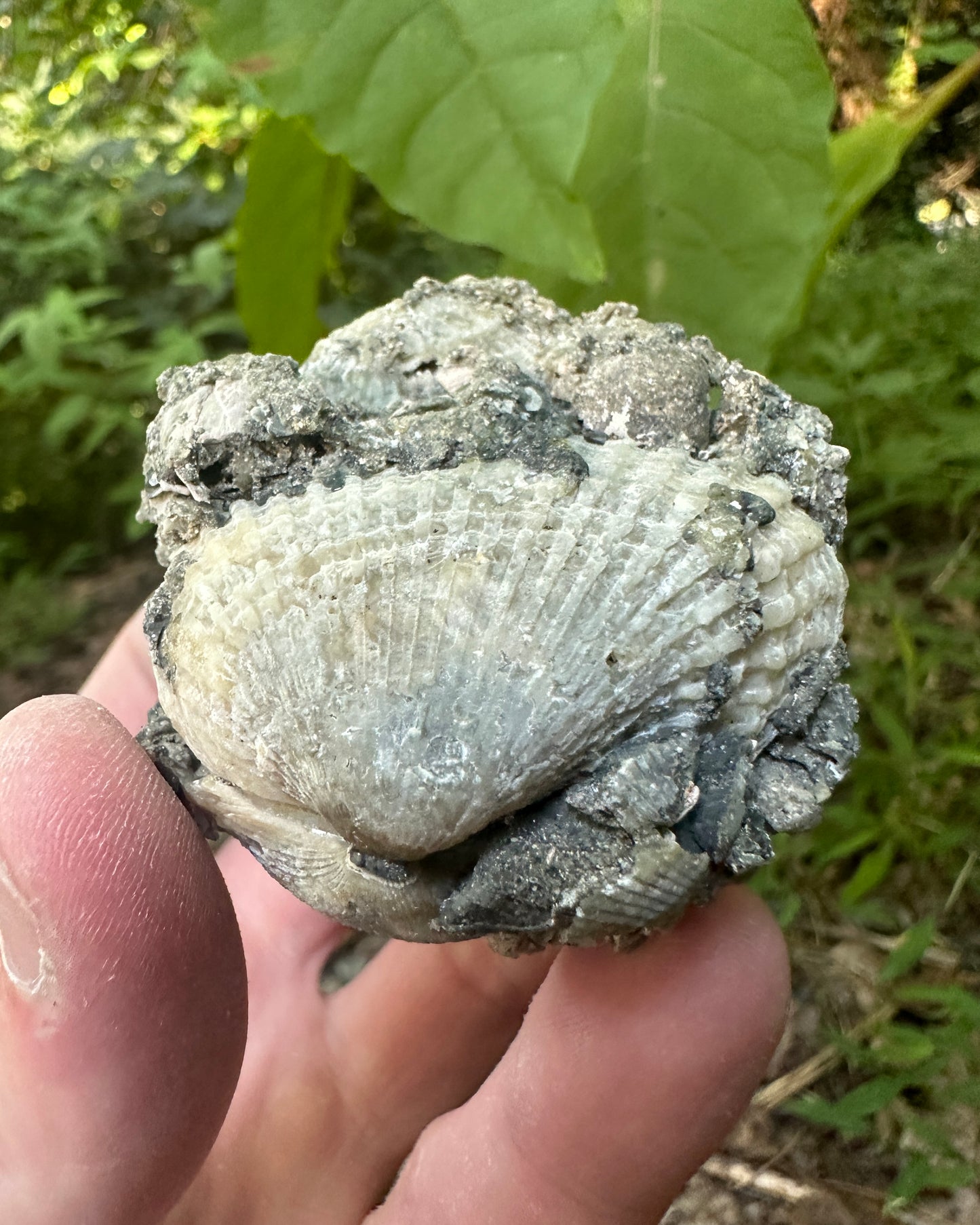 Calcified Rucks Pit Shells