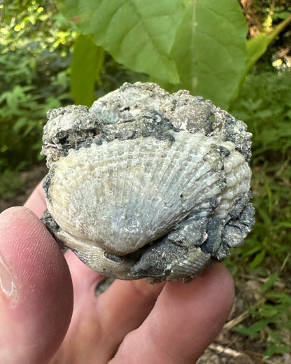 Calcified Rucks Pit Shells