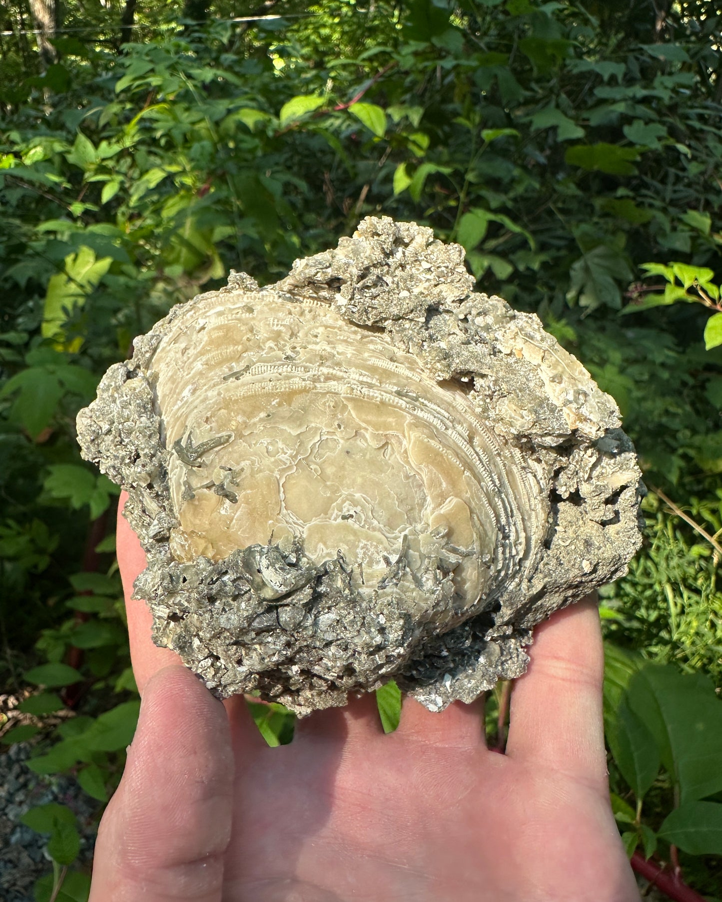 Calcified Mercenaria Permagna Shell