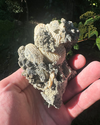 Calcified Florida Shells