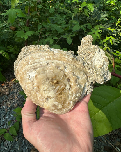 Rucks Pit Calcite Clam