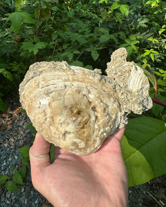 Rucks Pit Calcite Clam
