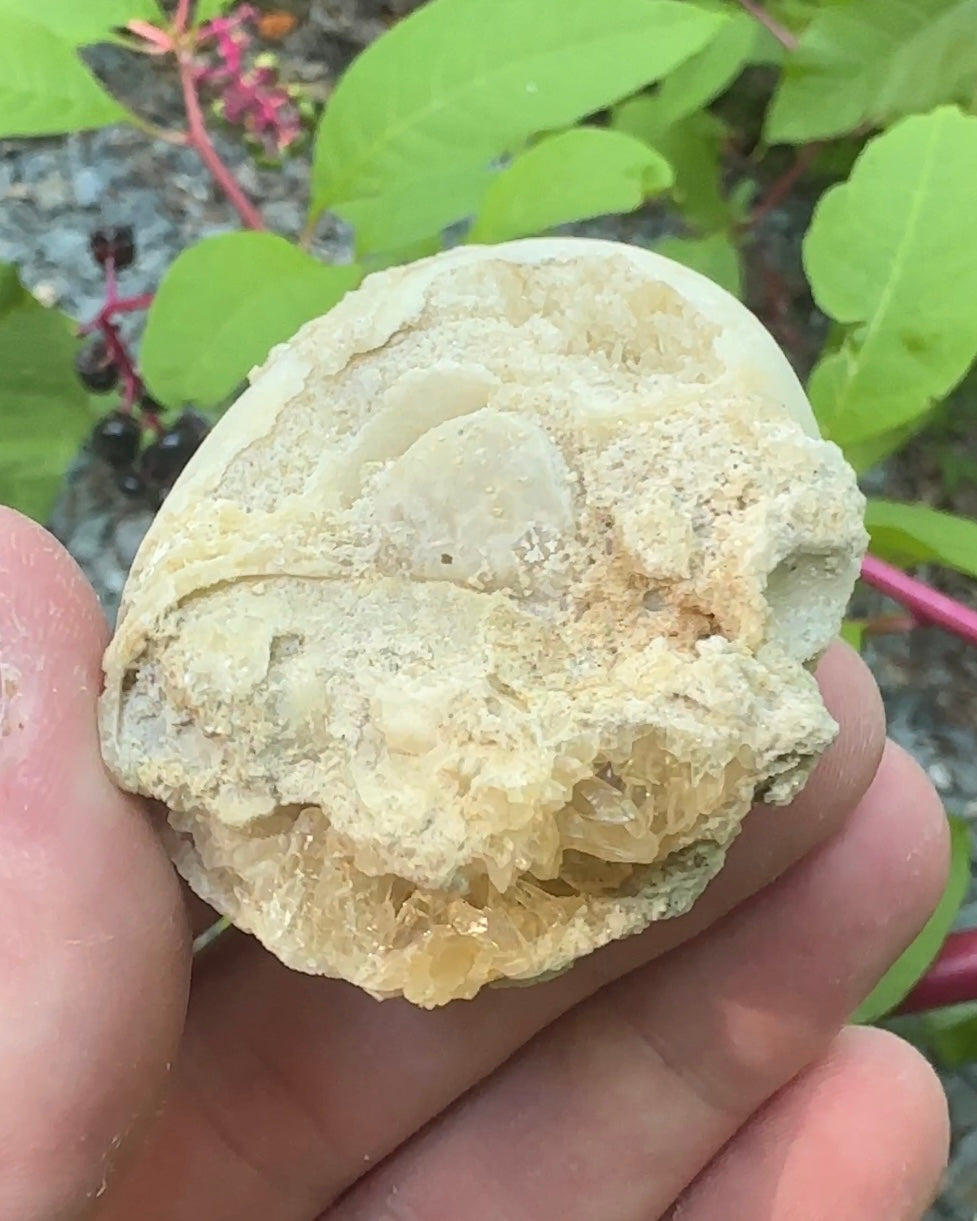 Unique Shell Filled With Calcite