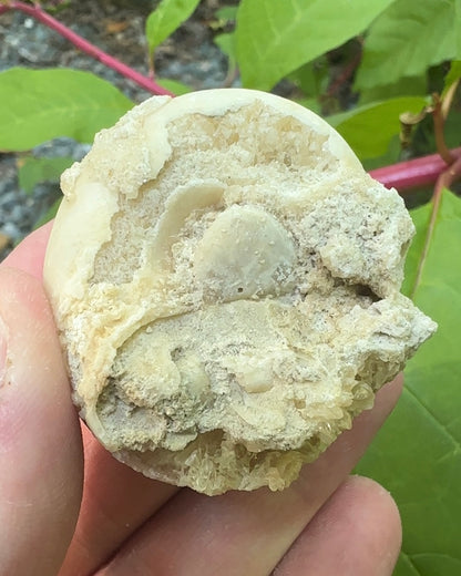 Unique Shell Filled With Calcite