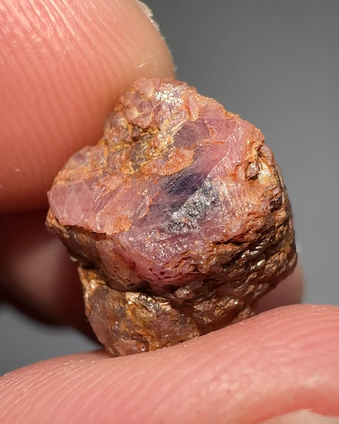 Propst Farm Ruby and Sapphire