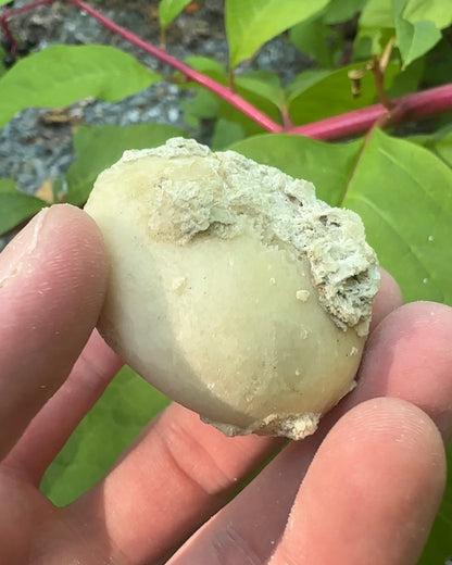 Unique Shell Filled With Calcite