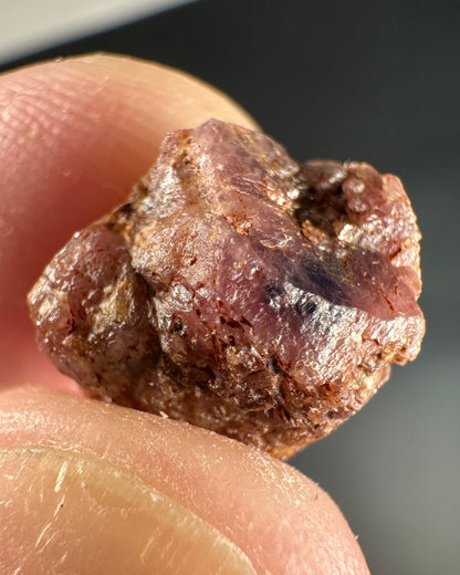 Propst Farm Ruby and Sapphire