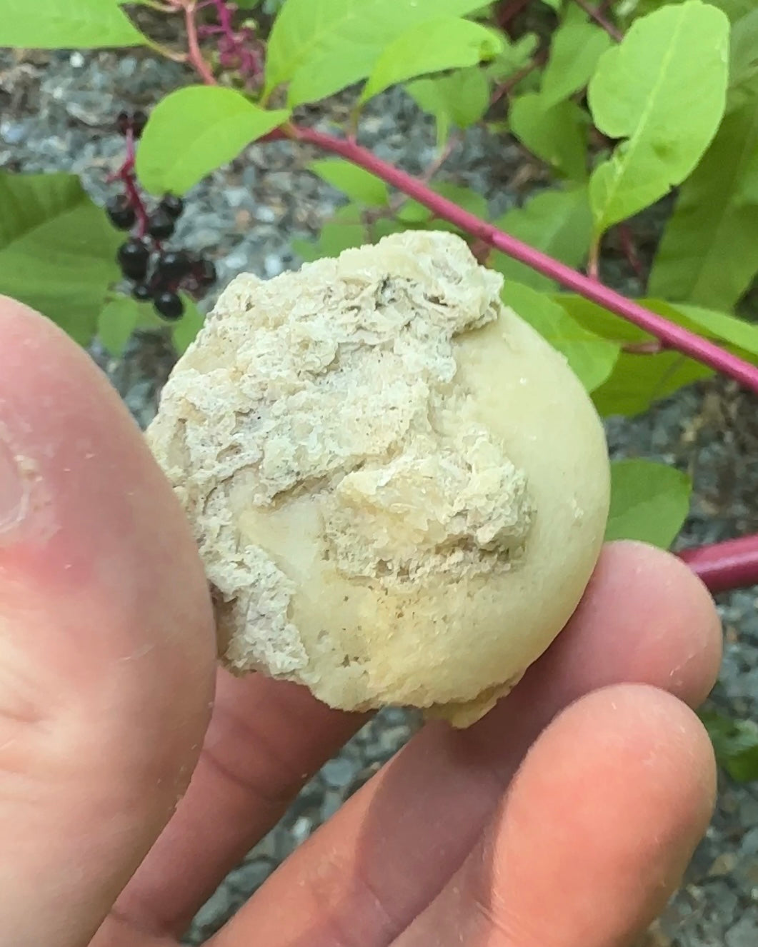 Unique Shell Filled With Calcite