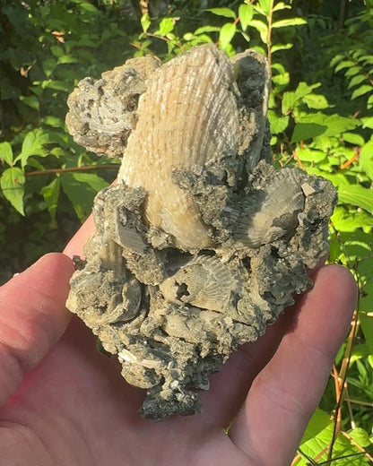 Calcified Florida Shells