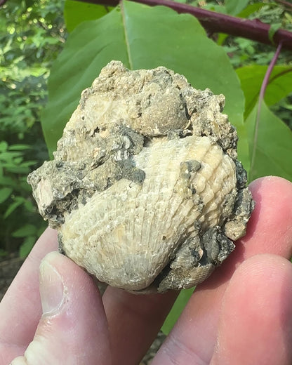 Calcified Rucks Pit Shells