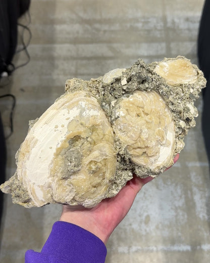Rucks Pit Calcite Clams