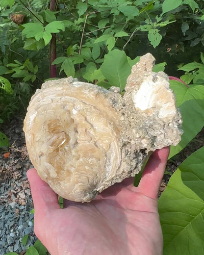 Rucks Pit Calcite Clam