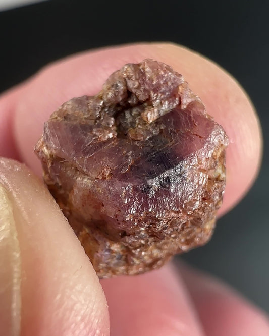 Propst Farm Ruby and Sapphire