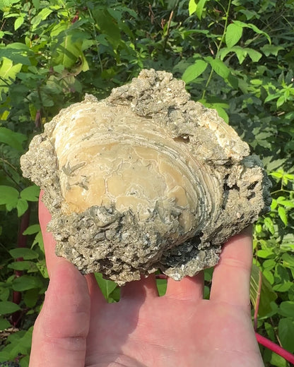 Calcified Mercenaria Permagna Shell